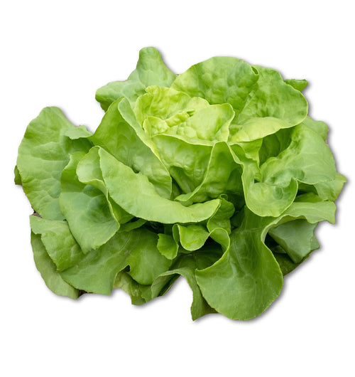 1125+ Heirloom Butterhead Lettuce Seeds, Lactuca Sativa - 1.2g, Seeds, Non-GMO Seeds for Bountiful Harvests!