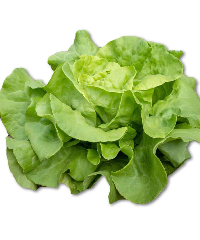 1125+ Heirloom Butterhead Lettuce Seeds, Lactuca Sativa - 1.2g, Seeds, Non-GMO Seeds for Bountiful Harvests!