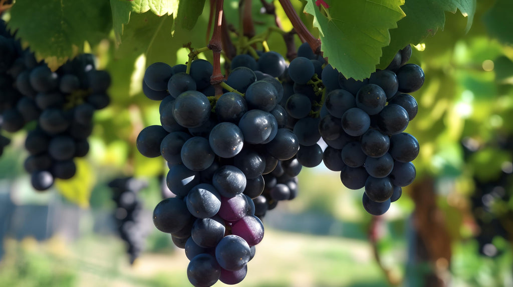 Fresh Black Seedless Grapes by RawJoy Farms