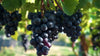 Fresh Black Seedless Grapes by RawJoy Farms