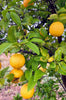 Fresh Southern California Meyer Lemons from Sunny Temecula 5lbs