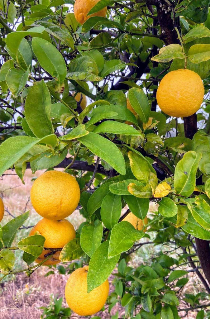 Fresh Southern California Meyer Lemons from Sunny Temecula 5lbs