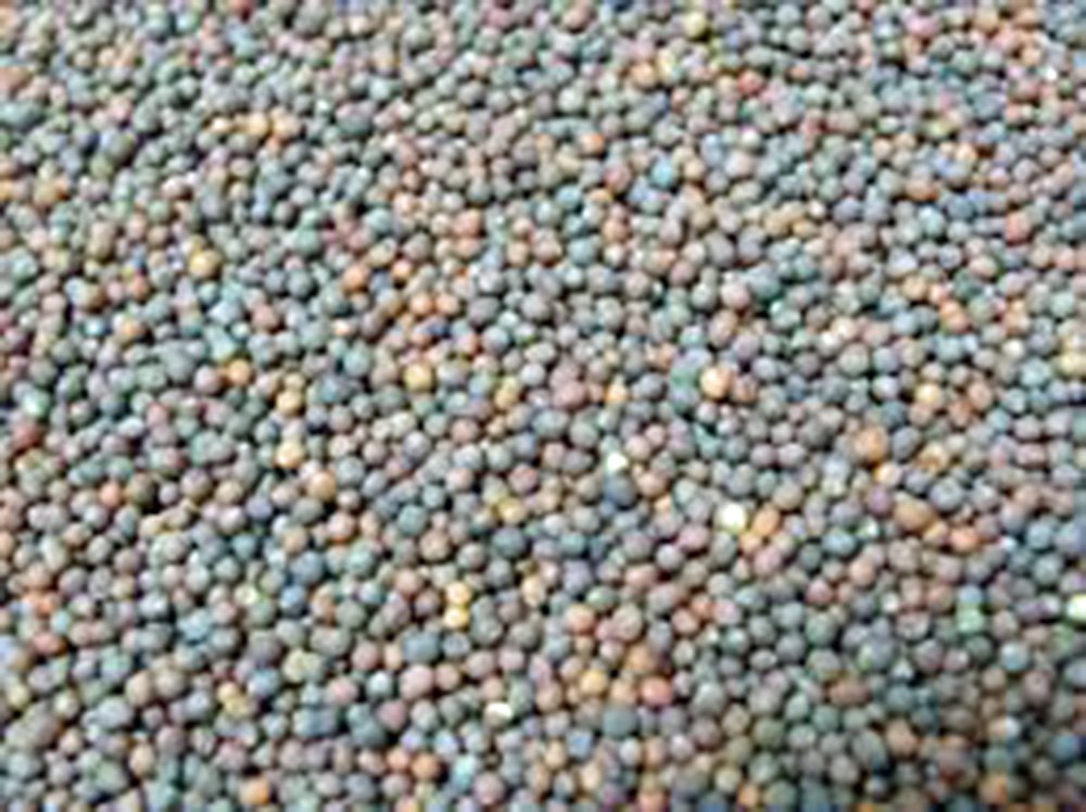 Broccoli, Waltham 29, Heirloom, 25 Seeds, Delicious and Healthy