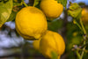 Fresh Mayer Lemons by RawJoy Farms