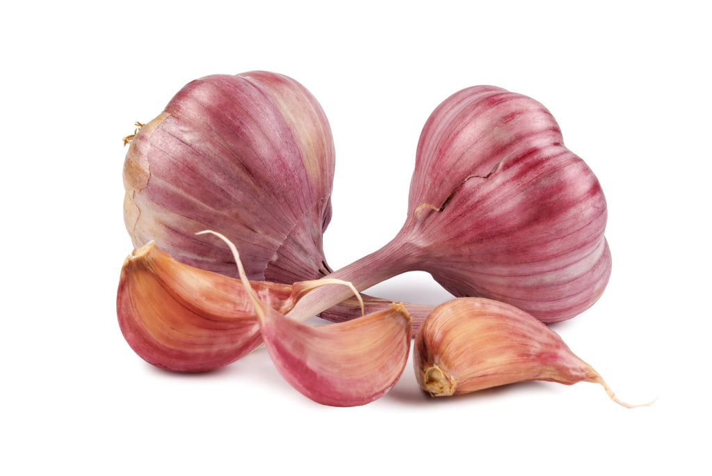 Fresh Red Chesnok Purple Garlic For Planting and Eating by RawJoy Farms - 4 Bulbs