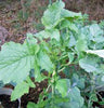 Broccoli Raab Seeds, Rapini, Heirloom, Non GMO, 100 Seeds, Delicious a Culinary Delight