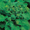 Broccoli Raab Seeds, Rapini, Heirloom, Non GMO, 200 Seeds, Delicious a Culinary Delight