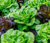 1125+ Heirloom Butterhead Lettuce Seeds, Lactuca Sativa - 1.2g, Seeds, Non-GMO Seeds for Bountiful Harvests!