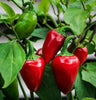 DesertUSA Early Jalapeno Pepper Seeds for Planting, Capsicum annuum, 150+ Seeds, Indoor or Outdoor Growing, Heirloom, Non-GMO, Spicy Hot (1100+mg)