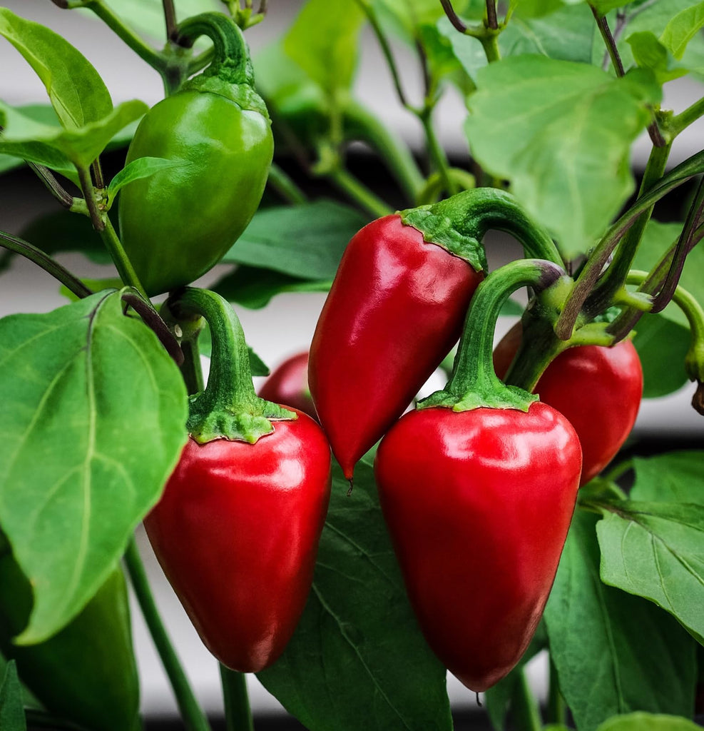 DesertUSA Early Jalapeno Pepper Seeds for Planting, Capsicum annuum, 150+ Seeds, Indoor or Outdoor Growing, Heirloom, Non-GMO, Spicy Hot (1100+mg)