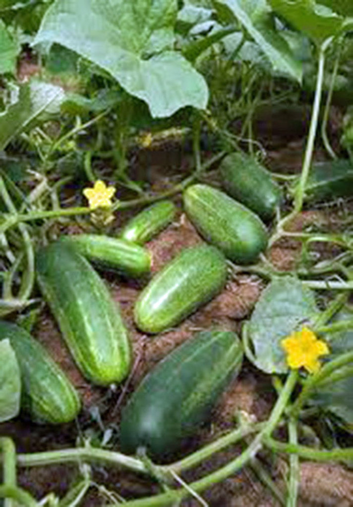 Cucumber, Marketer, Heirloom, 100 Seeds, Tasty, Great for Salads/Snacks