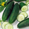 Cucumber, Straight Eight Cucumber Seeds, Heirloom, 499+ Seeds, Great for Salads/Snack