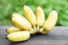 Fresh Organic Thai Banana Bunch by RawJoy Farms, 1 Pound