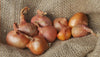 FRESH SHALLOTS - 1LB