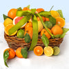 A Gift Inside Fresh Fruit Gift Basket – Citrus Gift with Navel Oranges, Ruby Grapefruit, Mandarins, Lemons & Limes, Premium Fresh Kosher Fruit Gift