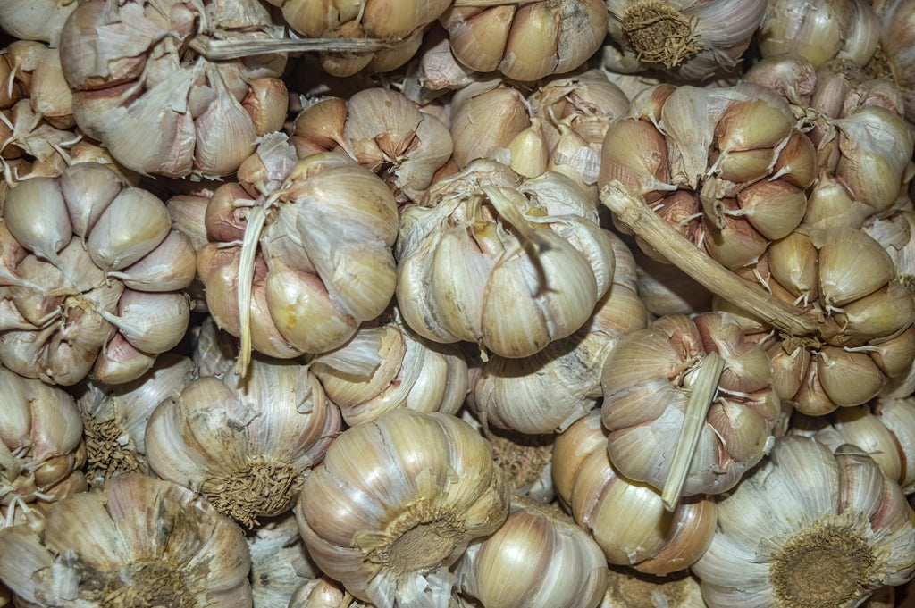 Organic Fresh Elephant Garlic by RawJoy Farms