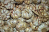 Organic Fresh Elephant Garlic by RawJoy Farms