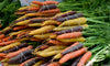 Organic Fresh Rainbow Carrots by RawJoy Farms, 1 Pound