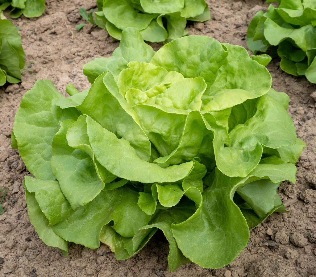 1125+ Heirloom Butterhead Lettuce Seeds, Lactuca Sativa - 1.2g, Seeds, Non-GMO Seeds for Bountiful Harvests!