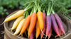 Organic Fresh Rainbow Carrots by RawJoy Farms, 1 Pound