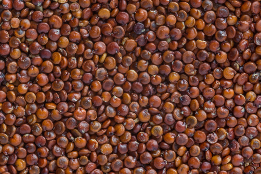 Fresh Red Quinoa By RawJoy | Organic Fresh Red Quinoa Beans, 10 Pound