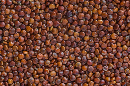 Fresh Red Quinoa By RawJoy | Organic Fresh Red Quinoa Beans, 10 Pound