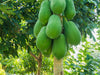 Organic Fresh Green Papayas by RawJoy Farms
