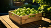 Fresh delicious D'anjou Pears by RawJoy Farms, 1 Pound