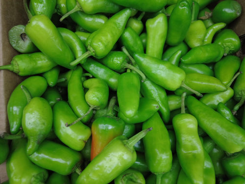 Fresh Organic Jalapeño Peppers by RawJoy Farms, 3 lb