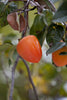California Hachiya Persimmons Organic (5 lbs)