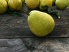 Fresh delicious D'anjou Pears by RawJoy Farms, 1 Pound