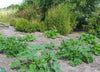 DesertUSA Black Beauty Zucchini Summer Squash Seeds - Cucurbita Pepo (100+ Seeds)