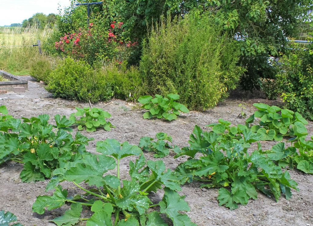 DesertUSA Black Beauty Zucchini Summer Squash Seeds - Cucurbita Pepo (100+ Seeds)