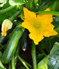 DesertUSA Black Beauty Zucchini Summer Squash Seeds - Cucurbita Pepo (100+ Seeds)