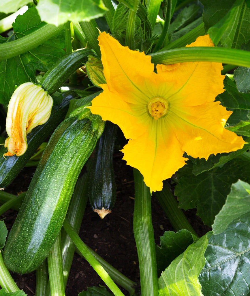 DesertUSA Black Beauty Zucchini Summer Squash Seeds - Cucurbita Pepo (100+ Seeds)