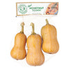 Honeynut Squash 2lb 1 ct