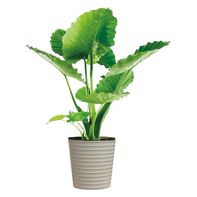 Foliage - 10" 1 each