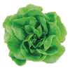 Boston Hydroponic Lettuce, each 1 each