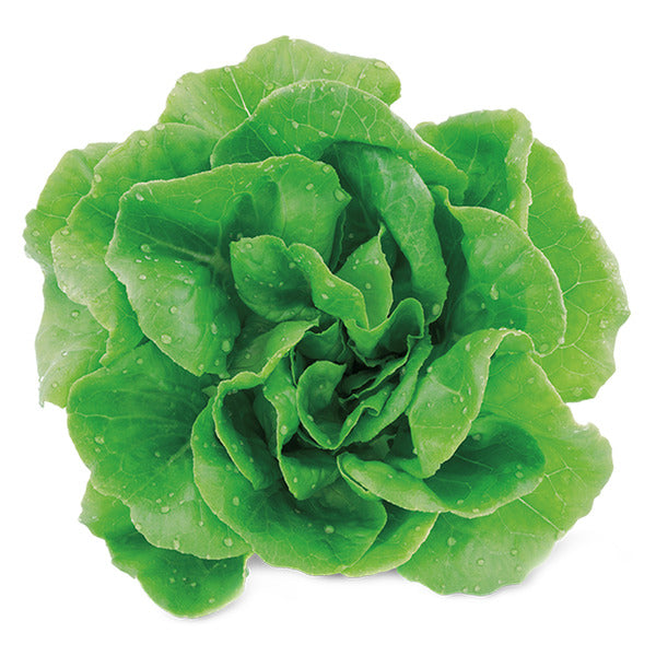 Boston Hydroponic Lettuce, each 1 each